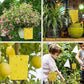 20-Pack Dual-Sided Sticky Traps