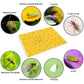 20-Pack Dual-Sided Sticky Traps