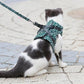 🌲Hot Sale 49% OFF🔥Pet Leash Anti-break Away Chest Strap Vest Harness
