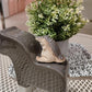 Alligator Baby Statue Ornament