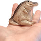 Alligator Baby Statue Ornament