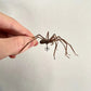 The Giant Spider Earring