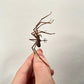 The Giant Spider Earring